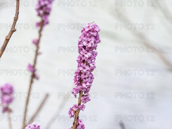 Mezereon (Daphne mezereum), near Tragoess, Styria, Austria, Europe