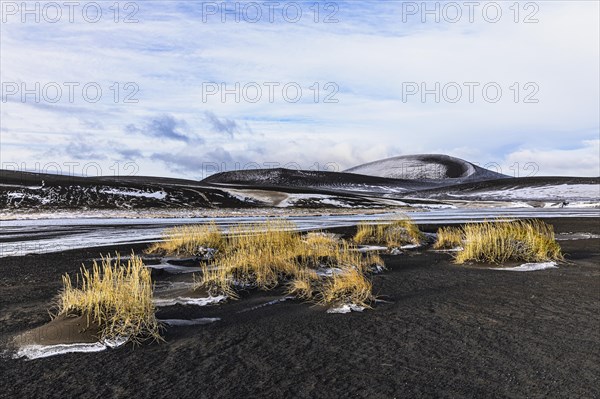 Volcanic landscape with yellow reed grass, Fjallabak Nature Reserve, Sudurland, Iceland, Europe