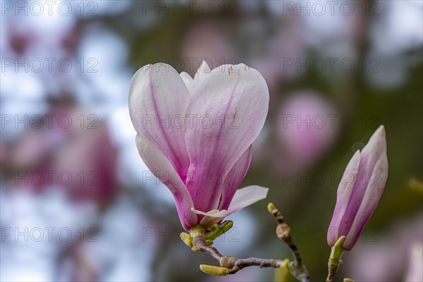 Blossom of a magnolia (Magnolia), magnolia blossom, magnolia x soulangeana (Magnolia xsoulangeana), Offenbach am Main, Hesse, Germany, Europe