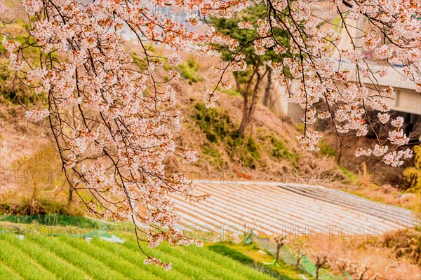 Branches of beautiful cherry blossom tree next to roadway with bridge and cultivated field in background in Daejeon, South Korea, Asia