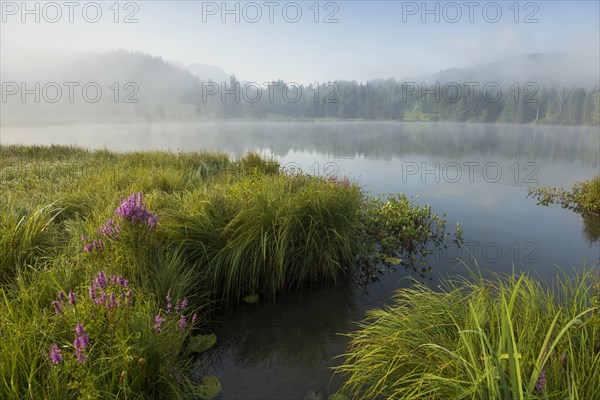 Sunrise and morning fog, Geroldsee or Wagenbruechsee, Kruen near Mittenwald, Werdenfelser Land, Upper Bavaria, Bavaria, Germany, Europe