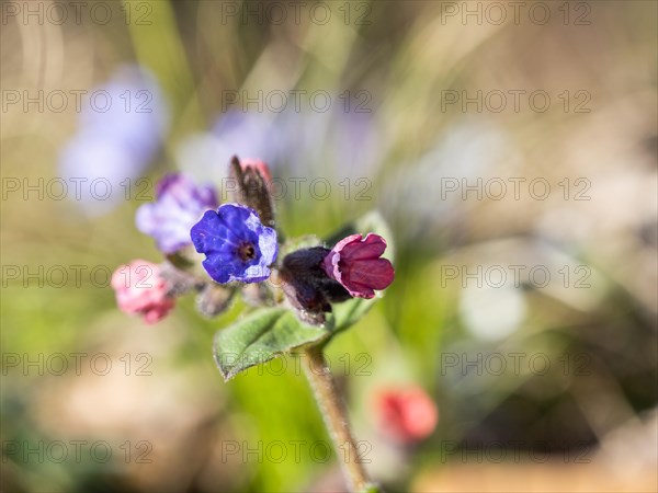 True lungwort or common lungwort (Pulmonaria officinalis), flowers, Leoben, Styria, Austria, Europe