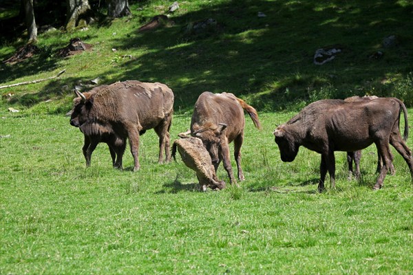 European bison (Bison bonasus) bull attacking helpless calf lying on the ground, captive, Sweden, Scandinavia, Europe