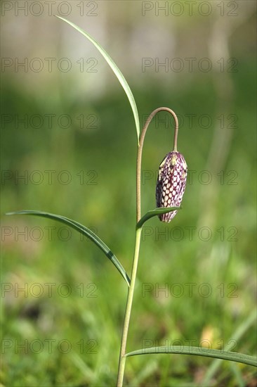 Snake's Head Fritillary, March, Germany, Europe