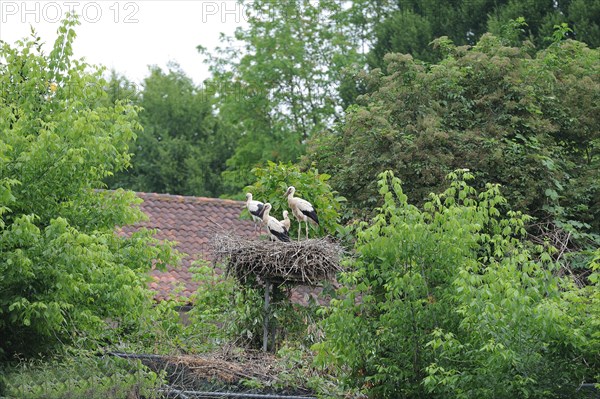 Stork, Ciconia ciconia, italy