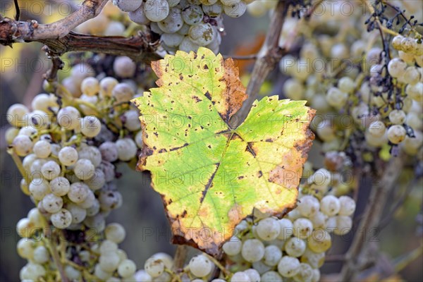 Vine, grapevine, autumn vine leaf and overripe grapes, Moselle, Rhineland-Palatinate, Germany, Europe