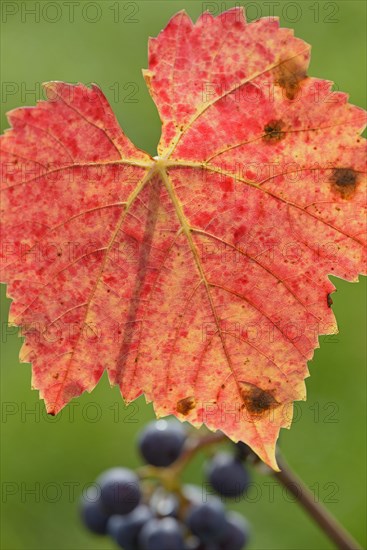 Branch with red vine leaves and dark grapes, Moselle, Rhineland-Palatinate, Germany, Europe