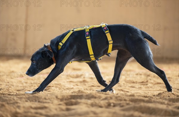 Domestic dog (Canis lupus familiaris), black, female, older, very large mammary gland, animal welfare dog, with double safety device, running in an indoor riding arena, yellow harness, close-up, background light brown blurred, Hesse, Germany, Europe