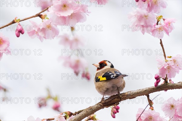 A european goldfinch (Carduelis carduelis) looks back while sitting on a cherry blossom branch, Hesse, Germany, Europe