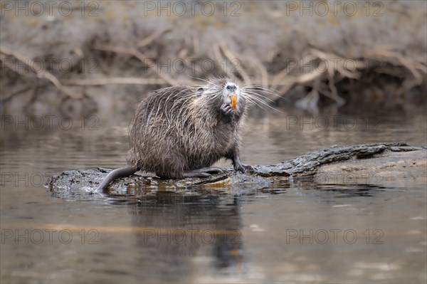Nutria (Myocastor coypus), wet, standing on a lying tree trunk in the water and showing its orange coloured teeth, scratching itself, background blurred bank edge of branches, Rombergpark, Dortmund, Ruhr area, Germany, Europe