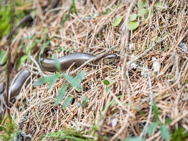 Slow worm (Anguis fragilis), near Tragoess, Styria, Austria, Europe