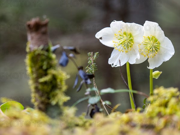 Christmas rose (Helleborus niger), near Tragoess, Styria, Austria, Europe