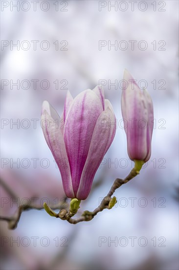 Blossom of a magnolia (Magnolia), magnolia blossom, magnolia x soulangeana (Magnolia xsoulangeana), Offenbach am Main, Hesse, Germany, Europe