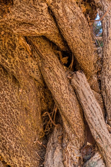 Close-up of a tree's complex and twisted bark texture, in South Korea