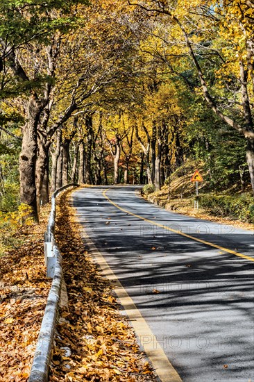 A curved road enclosed by yellow-leaved trees, illuminated by autumn sunshine, in South Korea