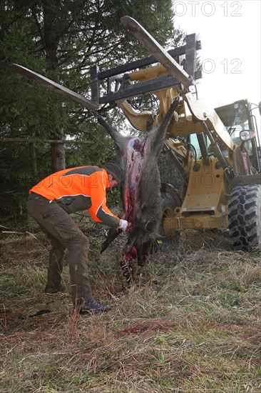 Wild boar hunting, hunter cuts up a wild boar (Sus scrofa) in the forest, Allgaeu, Bavaria, Germany, Europe