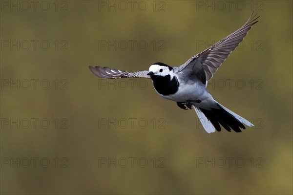 White wagtail (Motacilla alba) in flight with outstretched wings and clear focus, Hesse, Germany, Europe