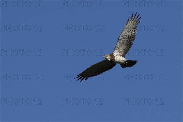 Black-chested snake eagle (Circaetus pectoralis), Mziki Private Game Reserve, North West Province, South Africa, Africa