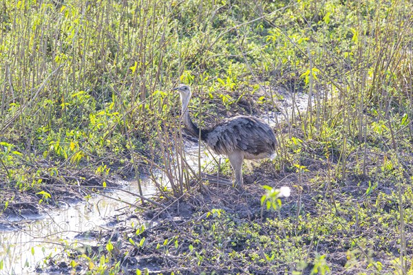 Nandu (Rhea americana) Pantanal Brazil