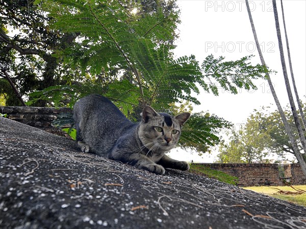 Cat, felis cato, malaysia