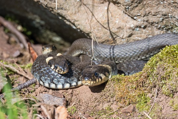 Grass snakes (Natrix natrix) sunbathing by a rock in the sunshine