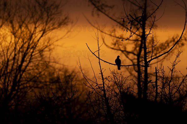 Common wood pigeon (Columba palumbus) at sunrise, sitting on the branch of a bare tree, looking to the right, silhouette, backlight, surrounded by other trees and bushes, Ruhr area, Germany, Europe