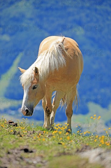 Haflinger, mountains