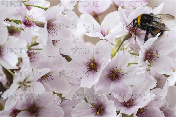 Japanese cherry (Prunus serrulata) with dark bumblebee (Bombus terrestris), Emsland, Lower Saxony, Germany, Europe