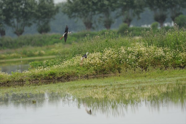 Black-winged Stilt, Himantopus himantopus, italy