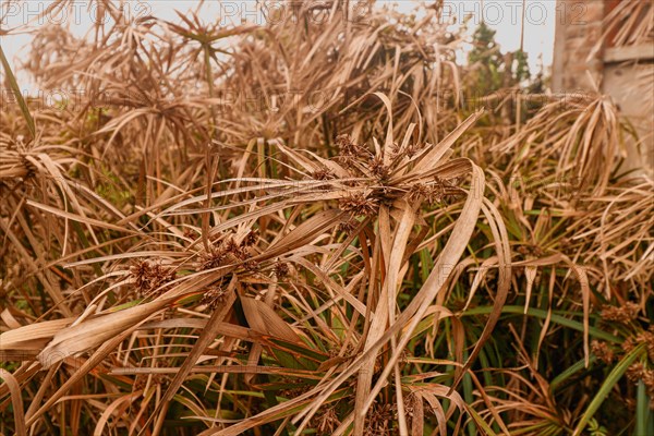 Cyperus alternifolius or umbrella papyrus drying in the summer heat and drought