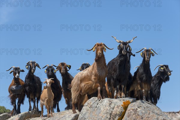 A group of goats standing on rocks under a blue sky, Kriaritsi, Sithonia, Chalkidiki, Central Macedonia, Greece, Europe