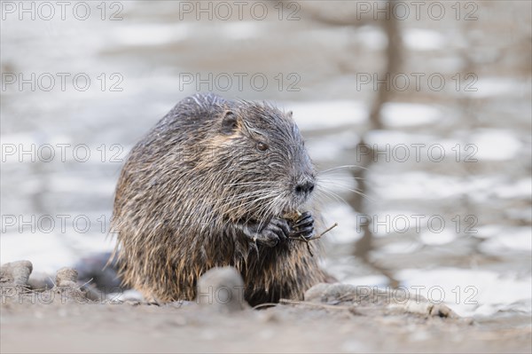 Nutria (Myocastor coypus), wet, holding something in its paws, feeding, profile view, background light blurred water, Rombergpark, Dortmund, Ruhr area, Germany, Europe