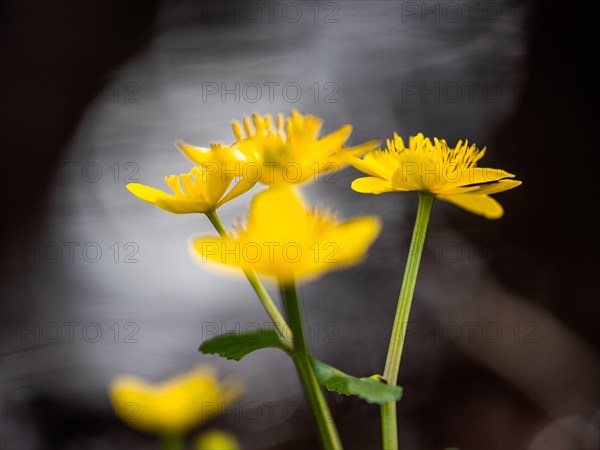 Marsh marigolds (Caltha palustris), banks of the Laming, near Tragoess, Styria, Austria, Europe