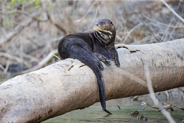 Giant otter (Pteronura brasiliensis) Pantanal Brazil