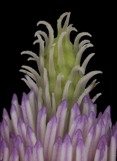 Pistil and stigma in the flower of a magnolias (Magnolia), saucer magnolia (Magnolia x soulangeana), studio photo, macro photo, Germany, Europe