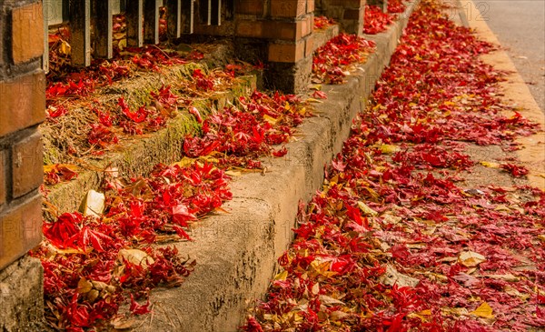 Sidewalk covered in red autumn leaves beside a metal fence, conveying a peaceful fall scene, in South Korea