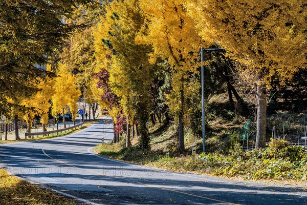 A serene road lined with trees showcasing vibrant yellow autumn foliage under a clear sky, in South Korea
