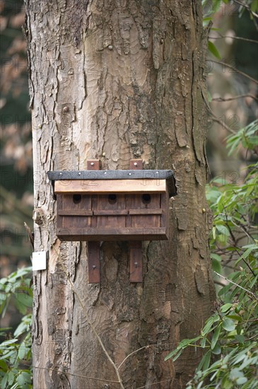 Wooden nesting box for sparrows, brown, attached to a sycamore tree trunk, flaking bark, surrounded by green leaves, Rombergpark, Ruhr area, Dortmund, Germany, Europe