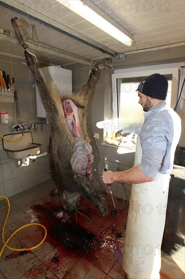 Wild boar (Sus scrofa) are processed immediately after the hunt, Allgaeu, Bavaria, Germany, Europe