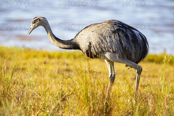 Nandu (Rhea americana) Pantanal Brazil