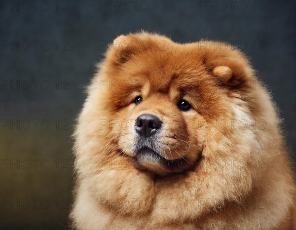 Dog, Chow Chow, portrait, head only, puppies, dark background, AI generated, AI generated