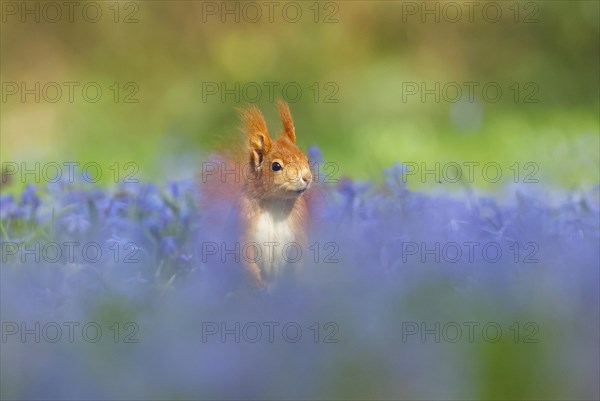 Eurasian red squirrel (Sciurus vulgaris) in a meadow with blue star, Hesse, Germany, Europe