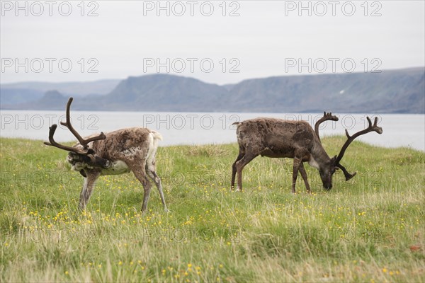 Reindeer (Rangifer tarandus) on the shores of the Barents Sea, Lapland, Norway, Scandinavia, Europe