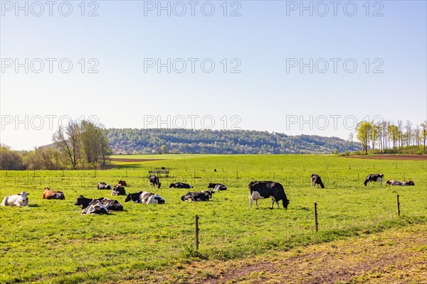 View with grazing dairy cows on a grass meadow in the countryside at springtime, Alleberg, Falkoeping, Sweden, Europe