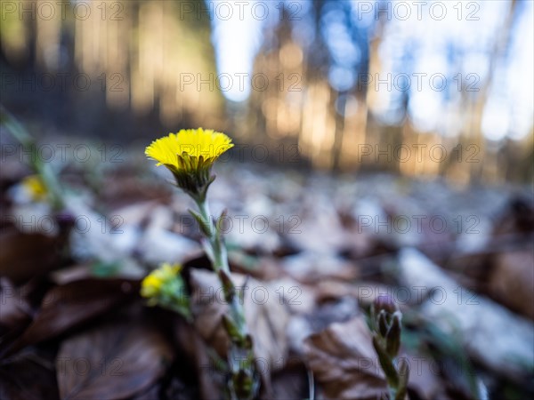 Coltsfoot (Tussilago farfara), background blur from a forest edge, Leoben, Styria, Austria, Europe