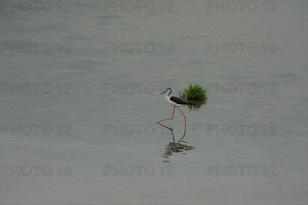 Black-winged Stilt, Himantopus himantopus, italy