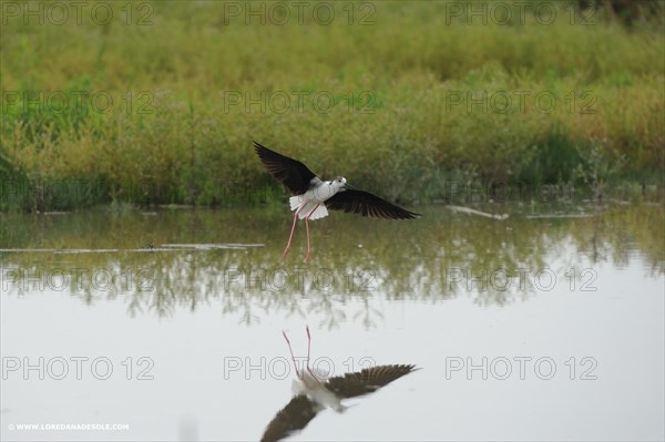 Black-winged Stilt, Himantopus himantopus, italy