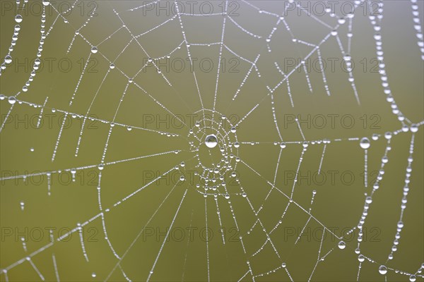 Spider's web with dewdrops, Moselle, Rhineland-Palatinate, Germany, Europe