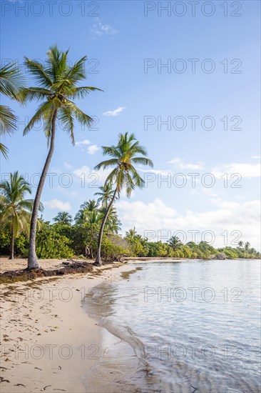 Romantic Caribbean sandy beach with palm trees, turquoise-coloured sea. Morning landscape shot at sunrise in Plage de Bois Jolan, Guadeloupe, French Antilles, North America