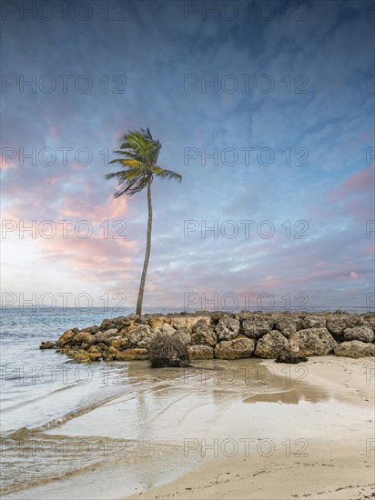 Caribbean dream beach with palm trees, white sandy beach and turquoise-coloured, crystal-clear water in the sea. Shallow bay at sunset. Plage de Sainte Anne, Grande Terre, Guadeloupe, French Antilles, North America